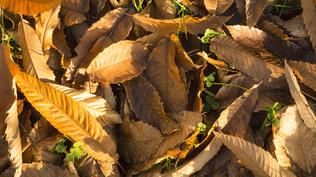 feuilles mortes automne