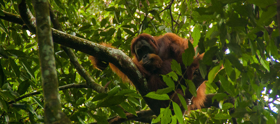 Carnet n°47 – Bukit Lawang : à la rencontre des Orang-Outan de Sumatra