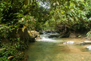 rviere dans la jungle de bukit lawang