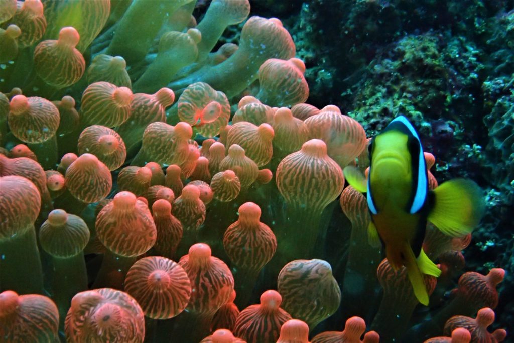 anemone bulle à pulau weh