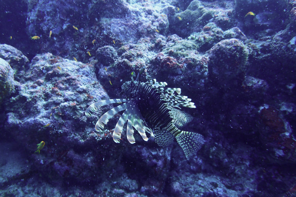 lionfish pulau weh